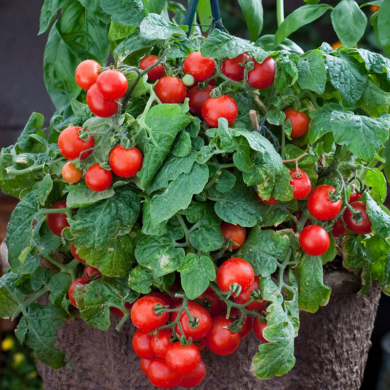 Red Robin Micro Tomato Main Image